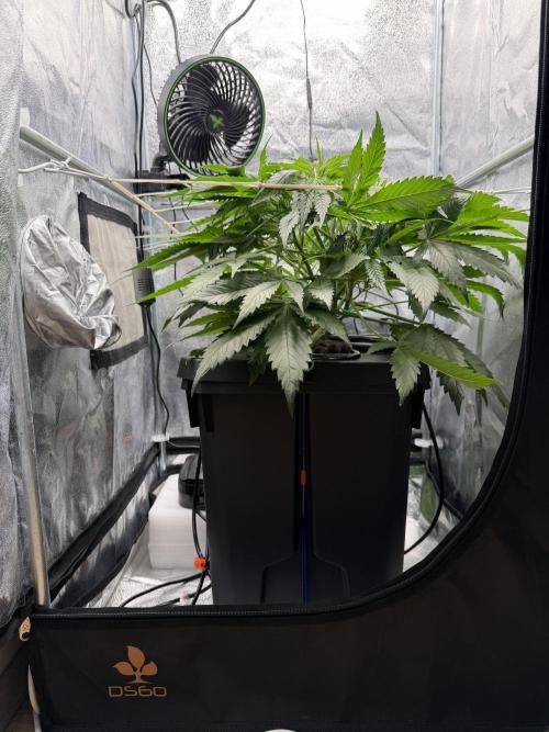 Gelato 42. Week 5