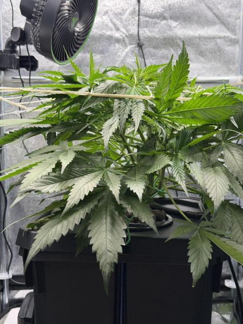 Gelato Auto. Week 5
