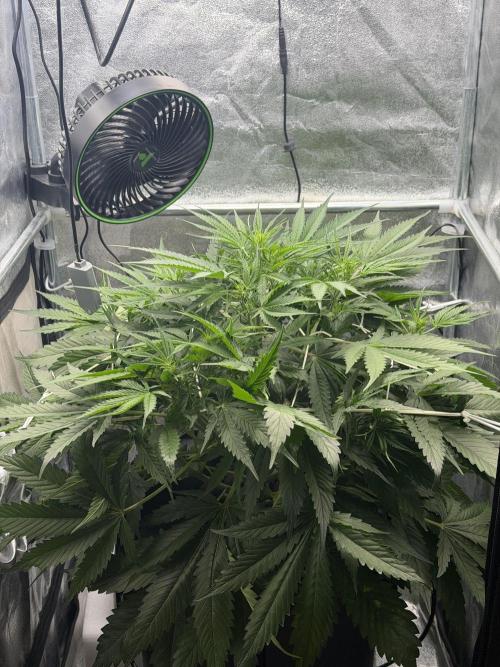 Gelato 42. Week 6