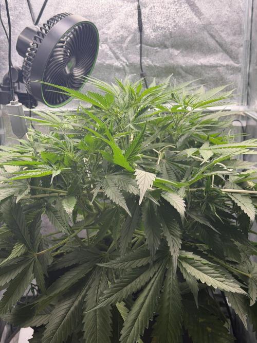 Gelato 42. Week 6