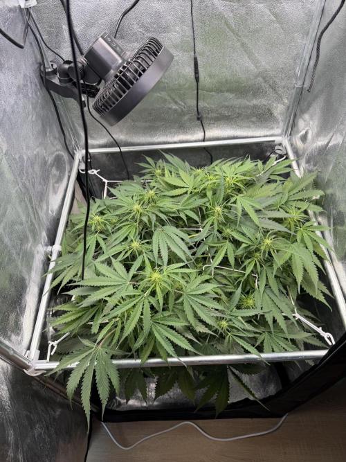 Gelato 42. Week 7