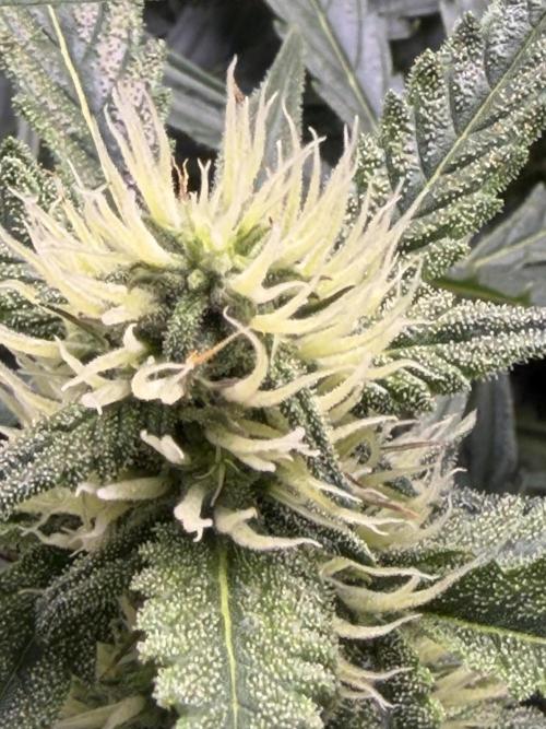 Gelato 42. Week 9