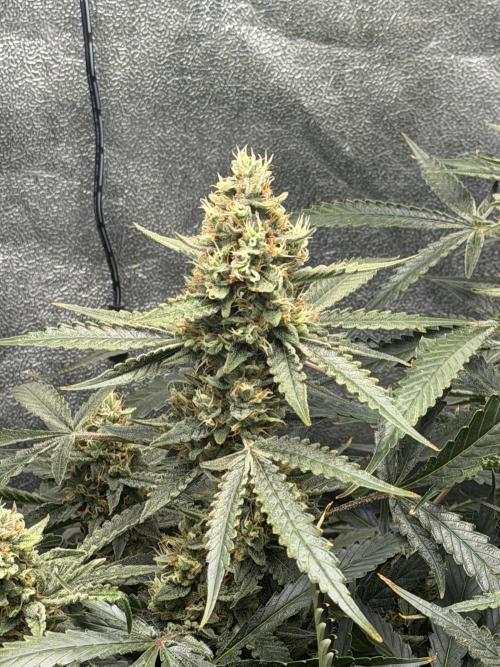 Gelato 42. Week 10