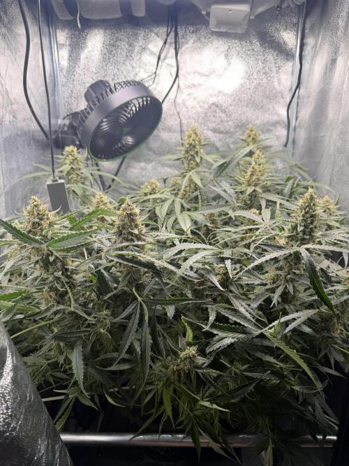 Gelato 42. Week 10