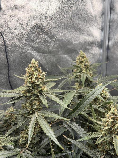 Gelato 42. Week 10