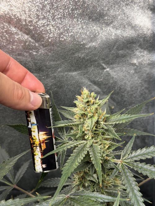 Gelato 42. Week 10