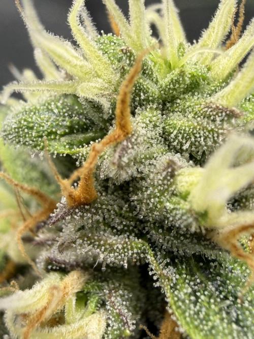 Gelato 42. Week 10