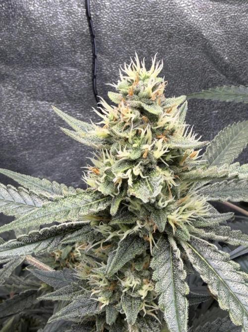 Gelato 42. Week 10