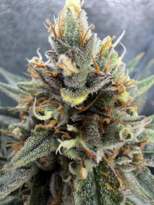 Gelato 42. Week 11