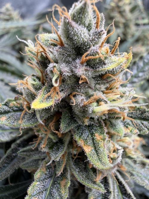 Gelato 42. Week 11