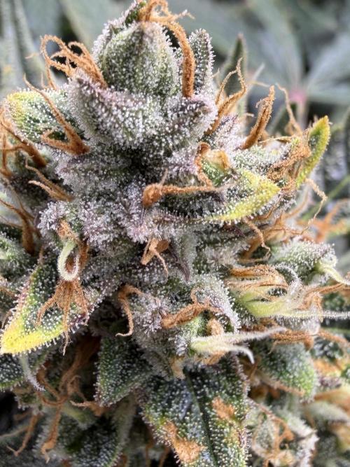 Gelato 42. Week 11