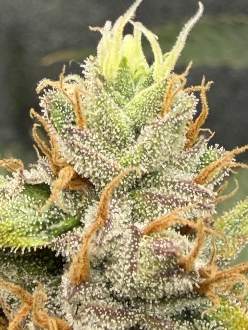 Gelato 42. Week 11