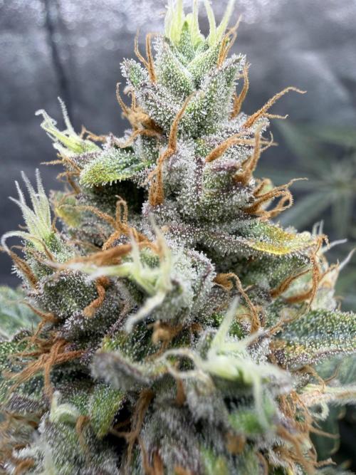 Gelato 42. Week 11