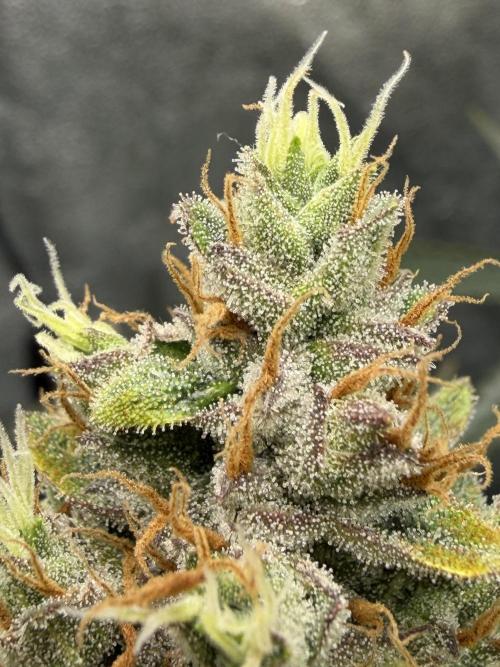 Gelato 42. Week 11