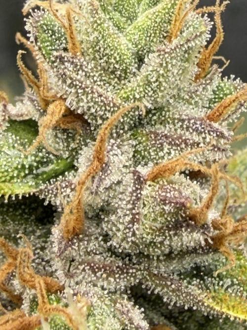 Gelato Auto. Week 11