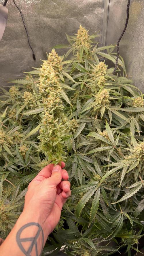 Gelato 42
