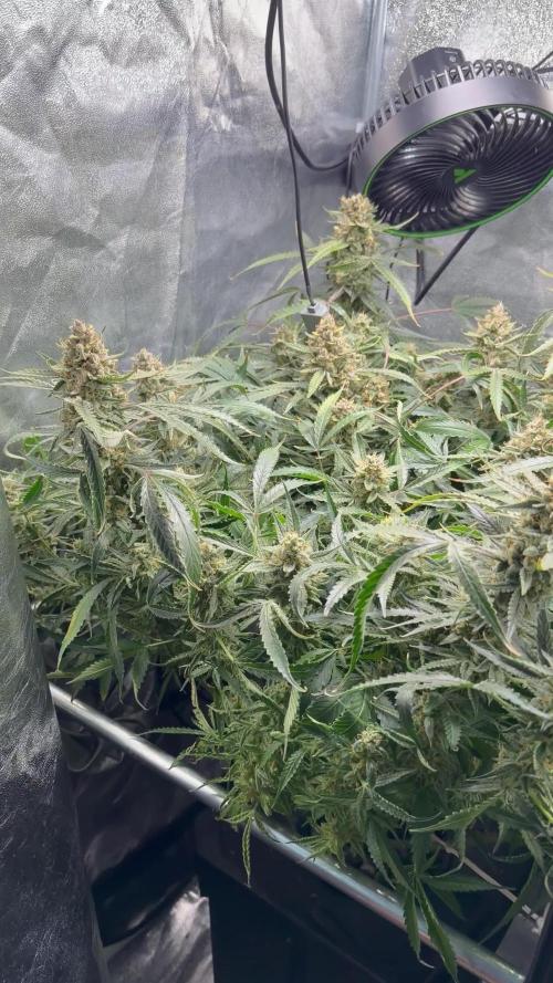 Gelato 42
