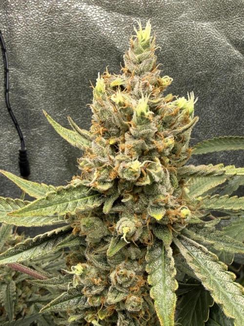 Gelato 42. Week 12