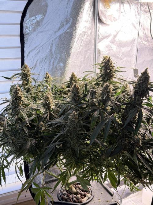 Gelato 42. Week 12
