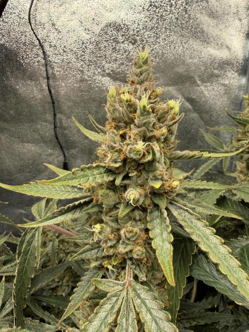 Gelato 42. Week 12