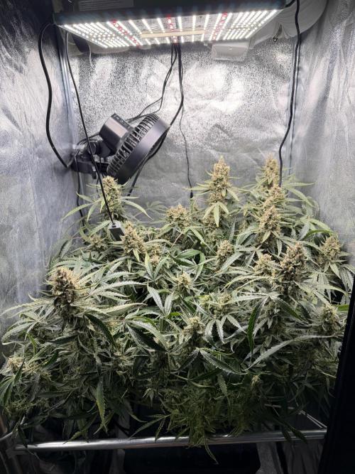 Gelato Auto. Week 12