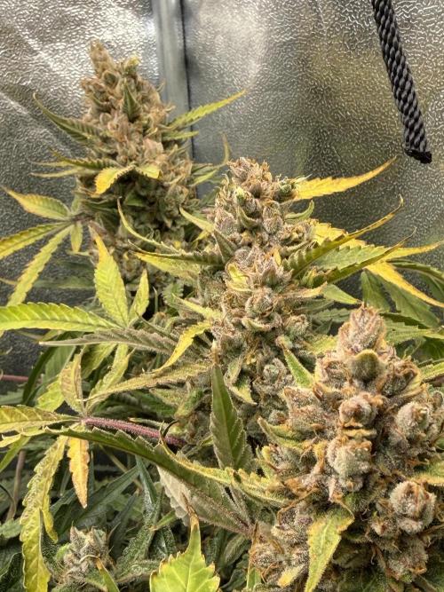 Gelato 42. Week 13