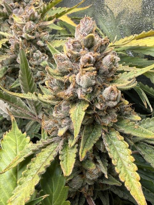 Gelato 42. Week 13
