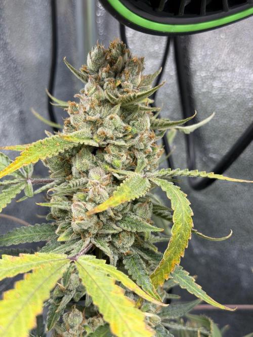 Gelato 42. Week 13