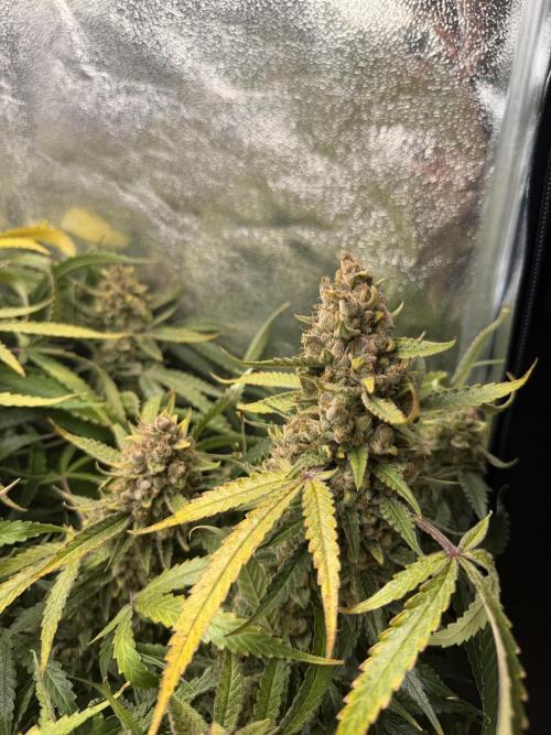 Gelato 42. Week 13