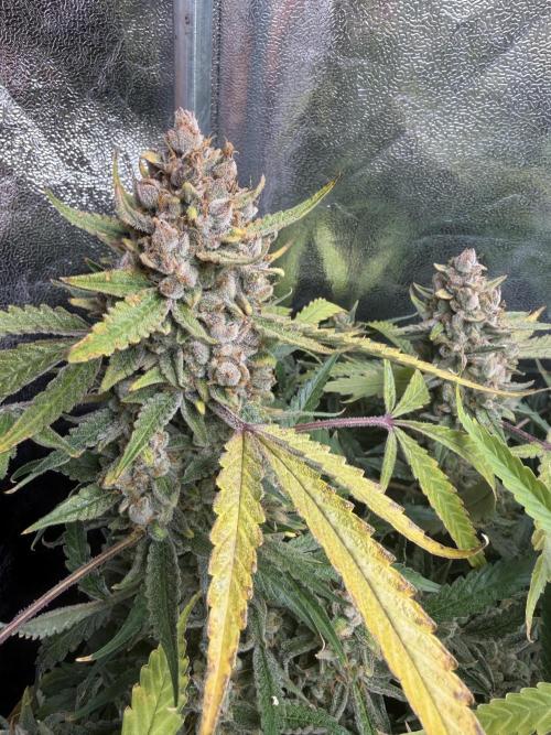 Gelato 42. Week 13