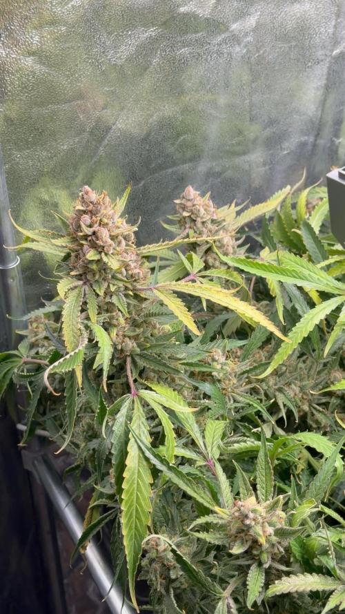 Gelato 42
