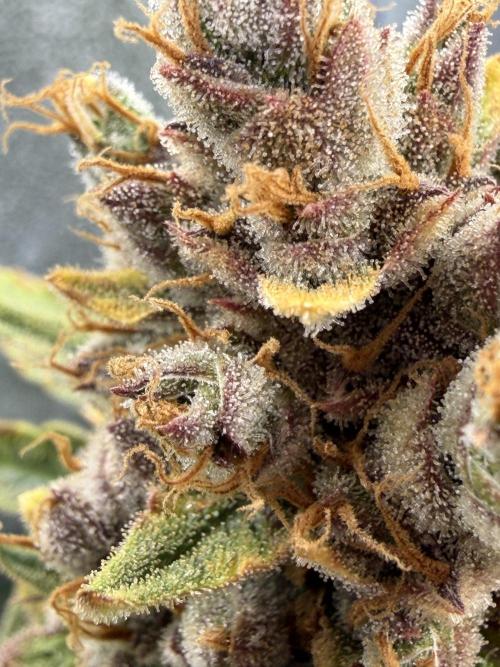 Gelato 42. Week 13