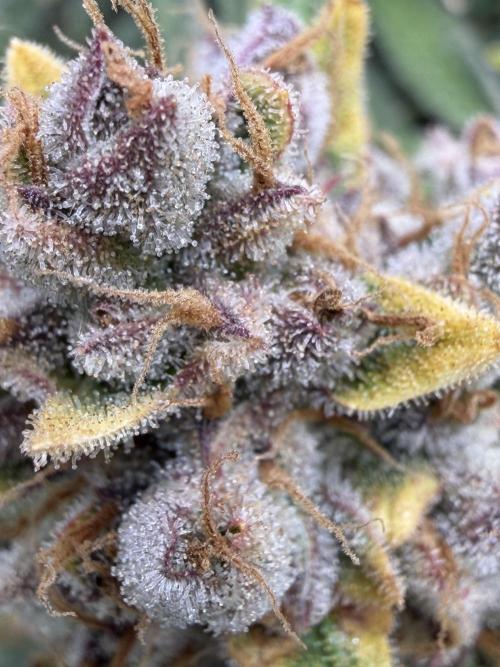 Gelato 42. Week 13