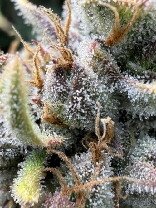 Gelato 42. Week 13