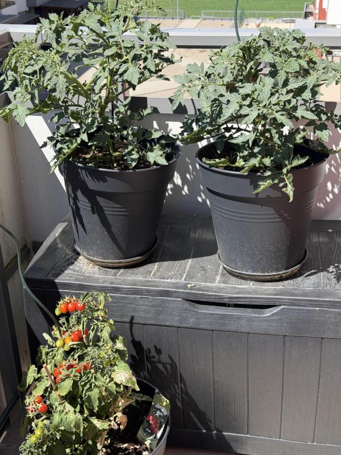 Tomatoes on balcony. Week 3