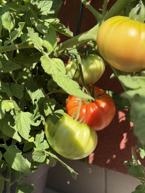 Tomatoes on balcony. Week 4