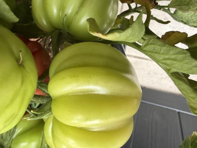 Tomatoes on balcony. Week 4