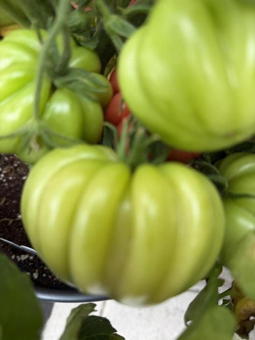 Tomatoes on balcony. Week 4