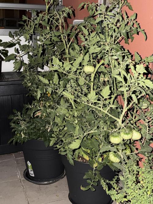 Tomatoes on balcony. Week 4