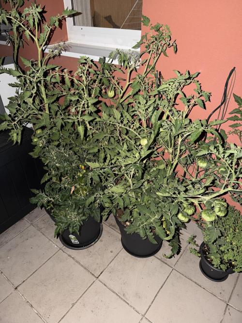 Tomatoes on balcony. Week 4