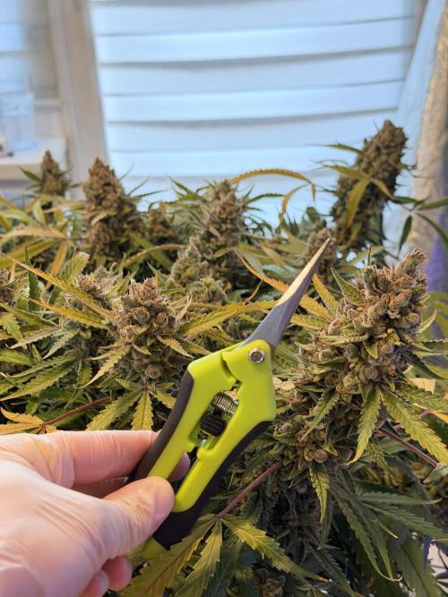 Gelato 42. Week 14