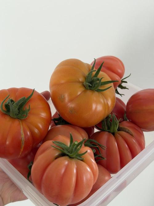 Tomatoes on balcony. Week 5
