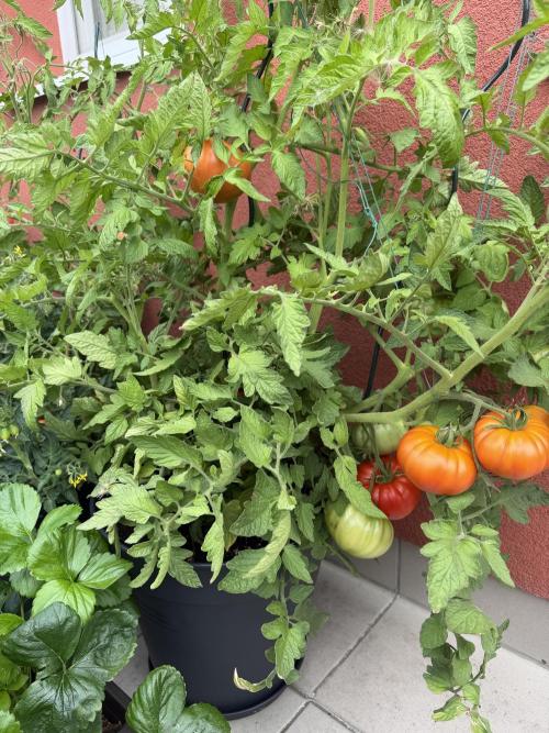 Tomatoes on balcony. Week 5