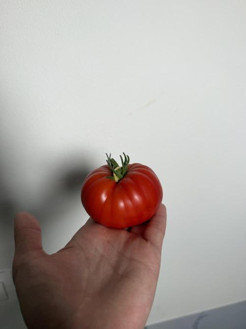 Tomatoes on balcony. Week 5