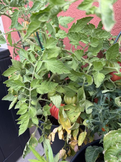 Tomatoes on balcony. Week 5