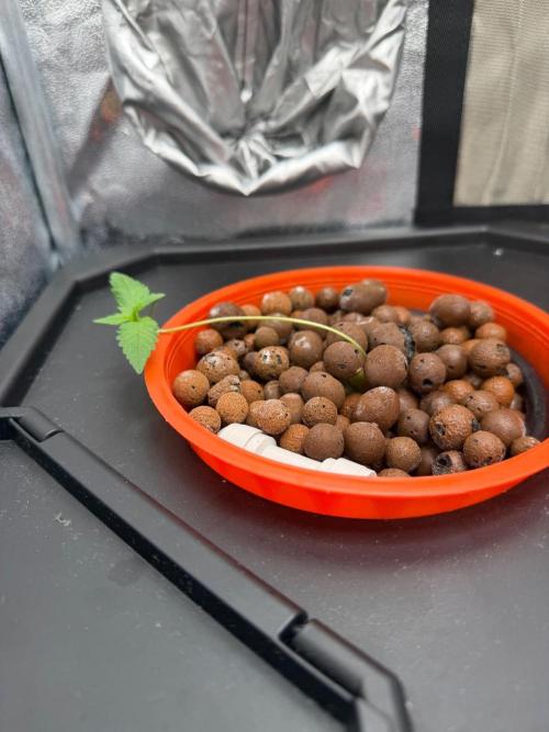 Fast buds RF3 mix. Week 1