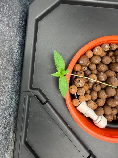 Fast buds RF3 mix. Week 1