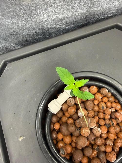 Fast buds RF3 mix. Week 1