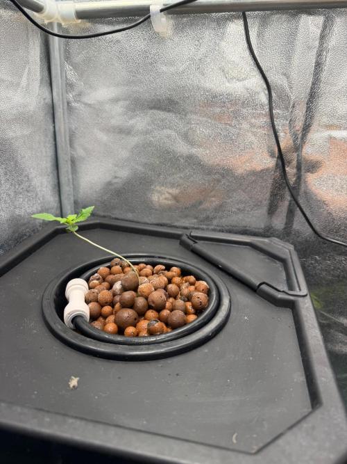 Fast buds RF3 mix. Week 1