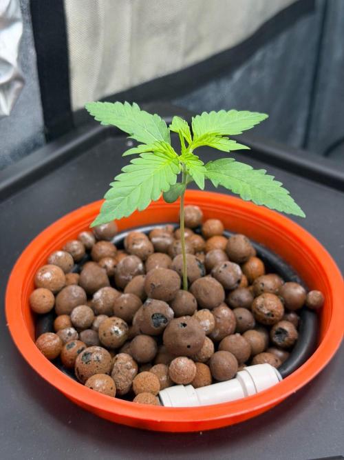 Fast buds RF3 mix. Week 2